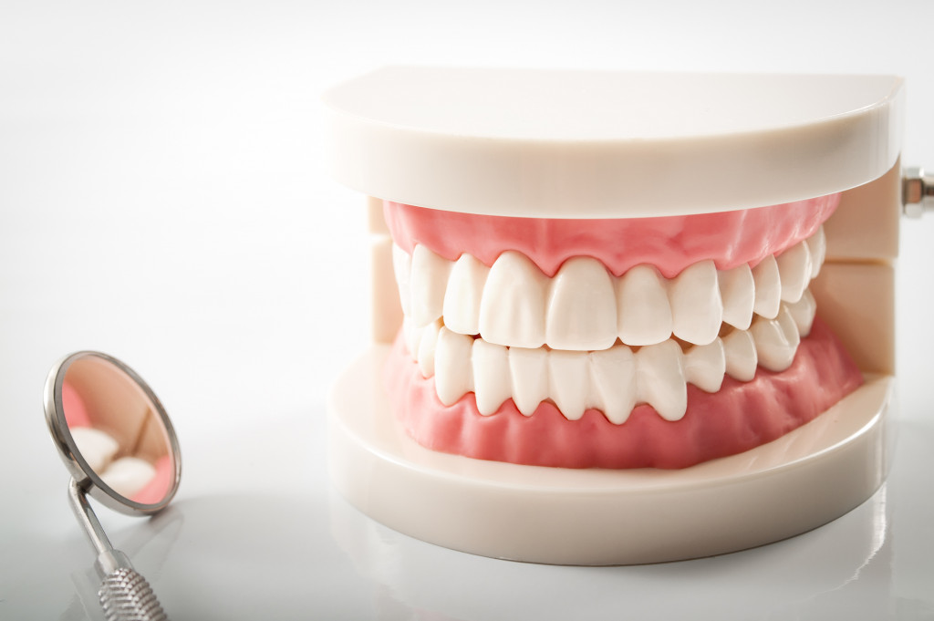 dentistry model against white background