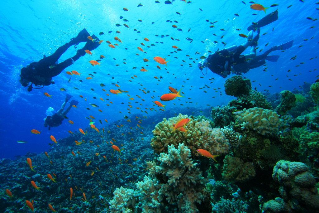 three divers scuba diving in the coral reefs among tropical fish